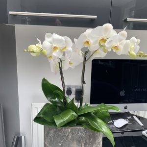 Arrangement 19